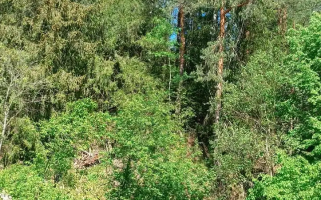 Частный Лесной дом Речная Заимка