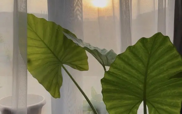 Квартира White 47