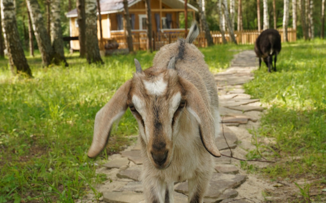 Частный дом В лесу на миниферме