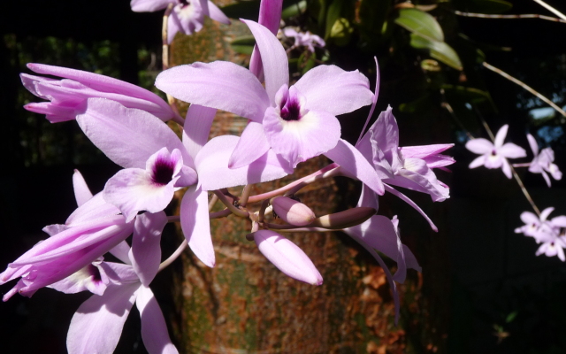 Zopango Orchids Island Boutique-hotel