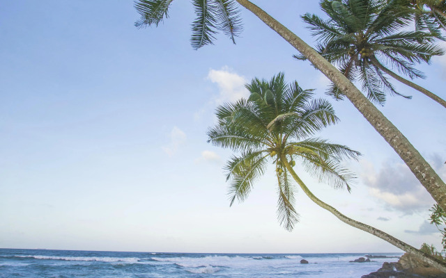 The Frangipani Tree by Edwards Collection Villa