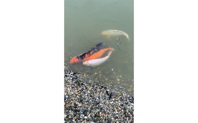 Отель Старая Мельница