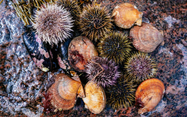 Глэмпинг Китовый Берег