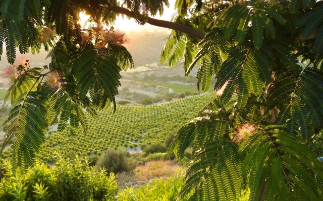 Nirvana Yurts Glamping