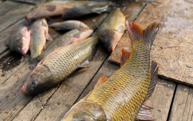 База отдыха Грэй Гуз