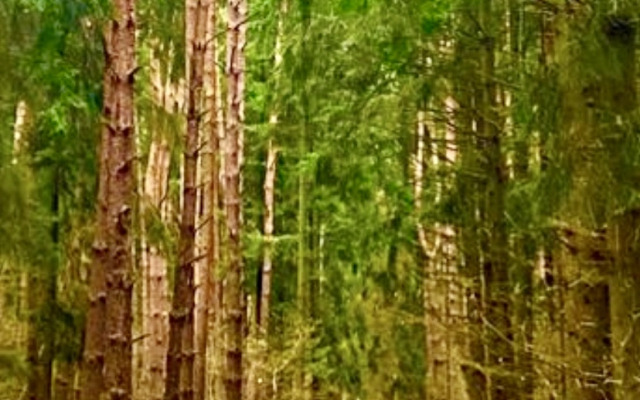 Semeynaya Dacha Villa