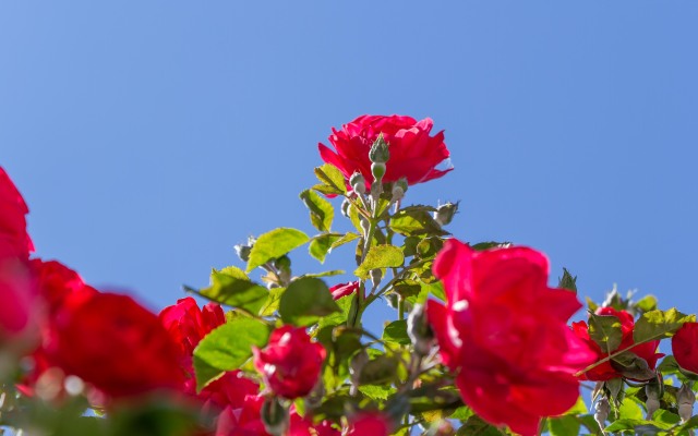 La Rose Guest House