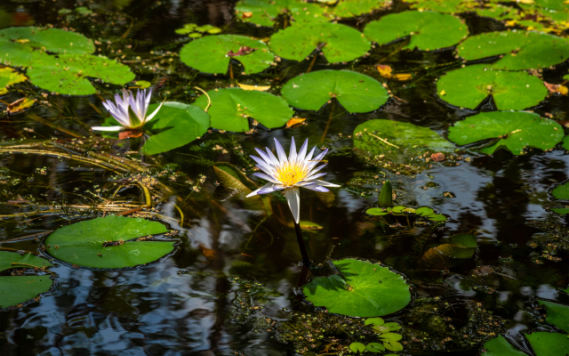 Отель Moi Dambulla by DBI