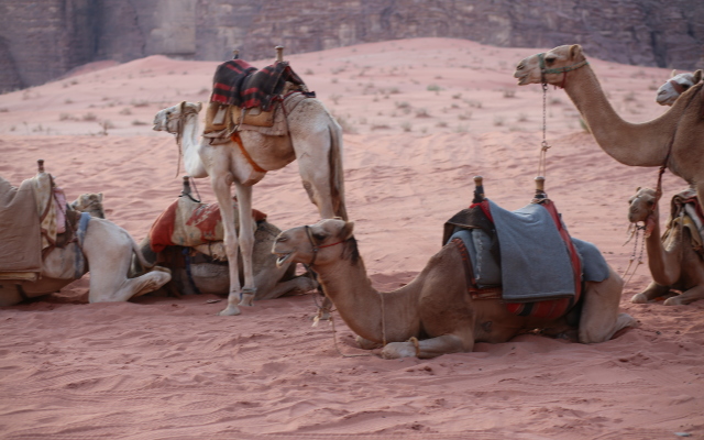 Wadi Rum Night Luxury Camping