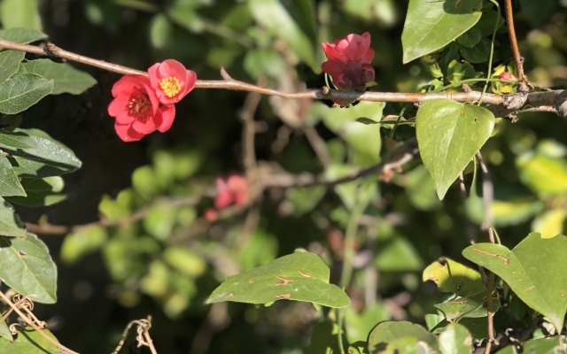 Гостевой Дом Casa Les Pomeretes