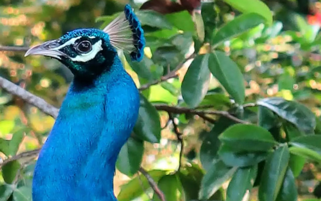 Villa 51 - First Floor Villa