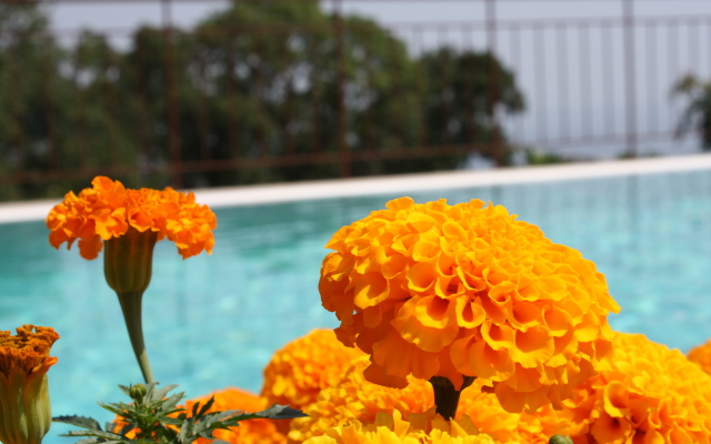 Villa Akkord Guest house