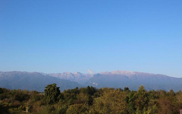 Pshandra/Pshandra (Bambora)