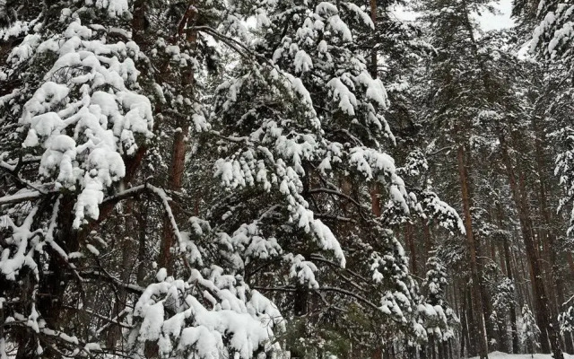 Апартаменты Сосны