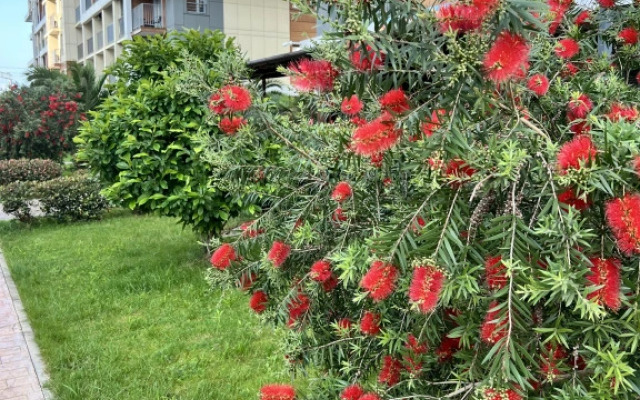 Апартаменты Каравелла Португалии