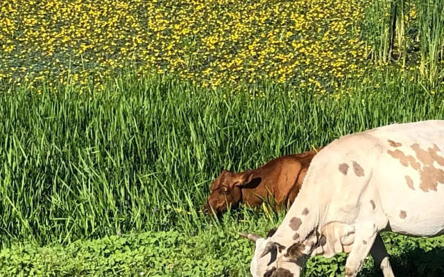 Гостевой дом у Макса