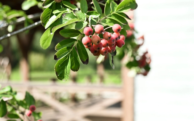 Шале Белый Прованс