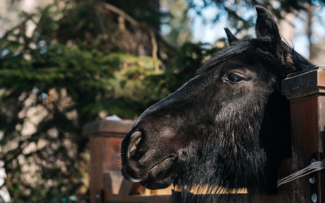 База отдыха Парк-отель Канжуль