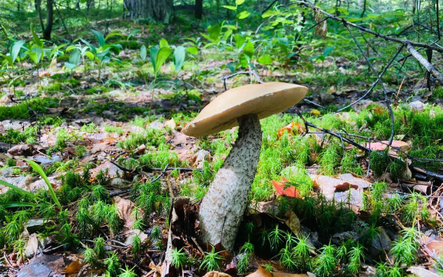 Кемпинг Three poplars by VL