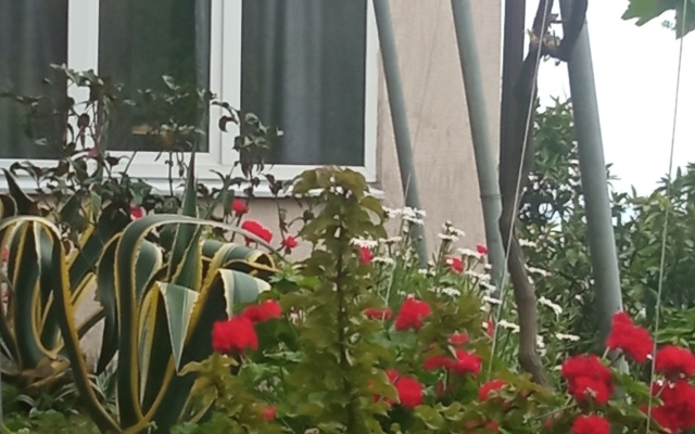 Mimoza Guest House