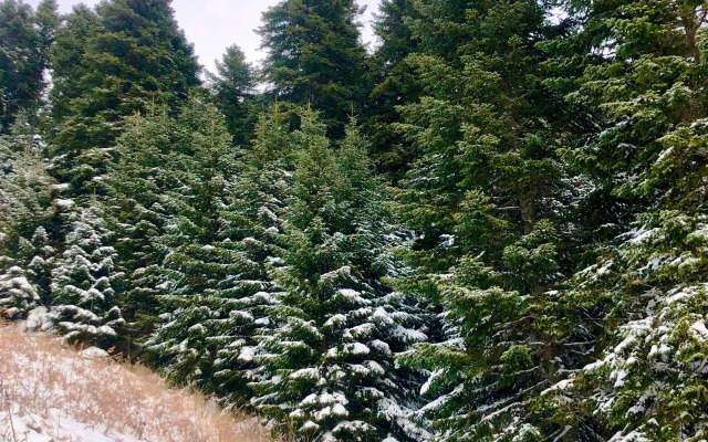 База отдыха Панорама