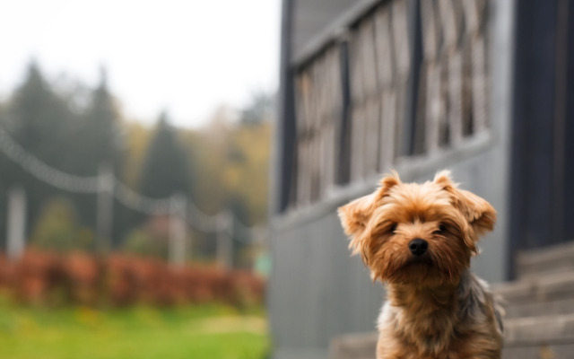 Глэмпинг Ruza River Club