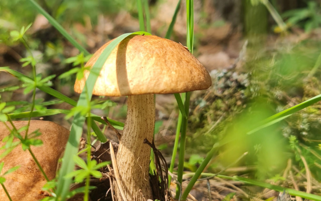 Глэмпинг Lesavushka