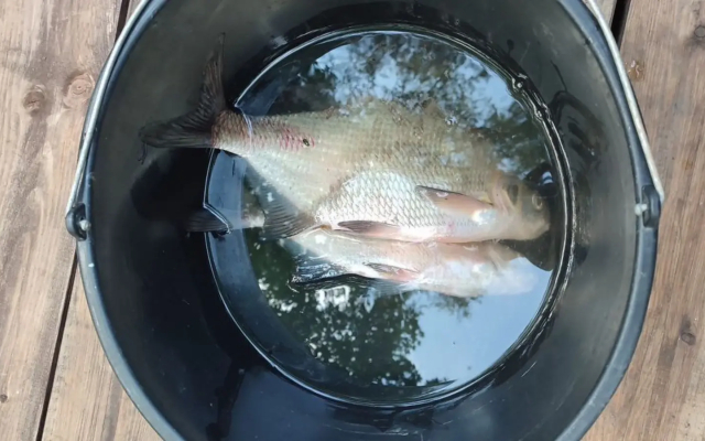 Гостевой дом Цаpевич