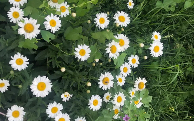 Апарт-отель Veni Vedi