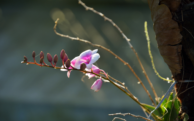 Отель Poonsiri Resort Aonang