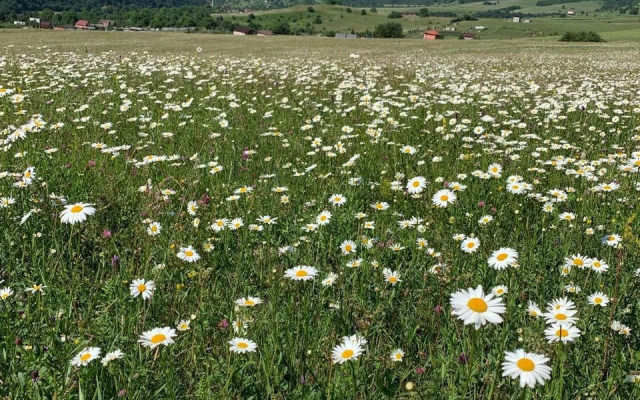 Частный дом Райский уголок среди гор и альпийских лугов