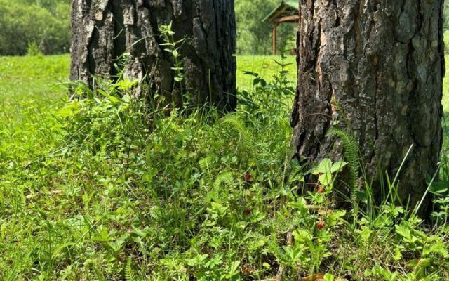 Chastny Dom Ail "tyalan"