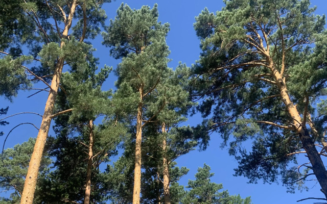 Мини-отель Подснежник