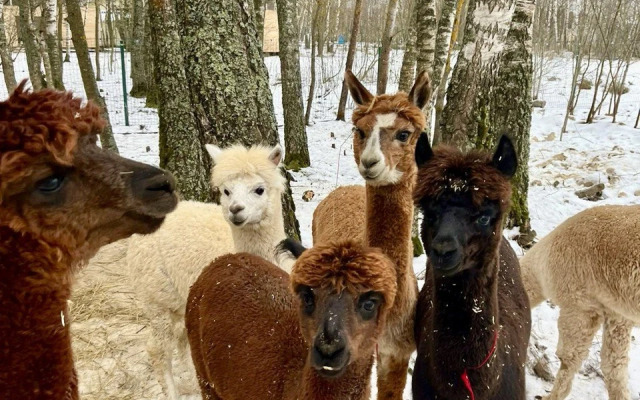 Частный дом Загородный дом с сауной