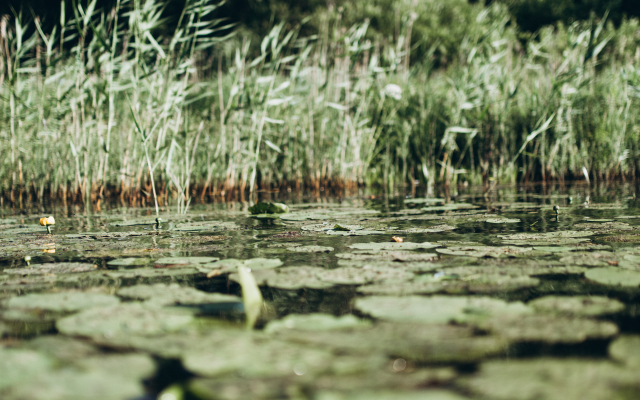 Lago Ladoga Glamping