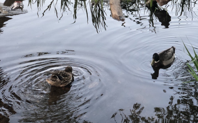 Гостевой дом на каменке