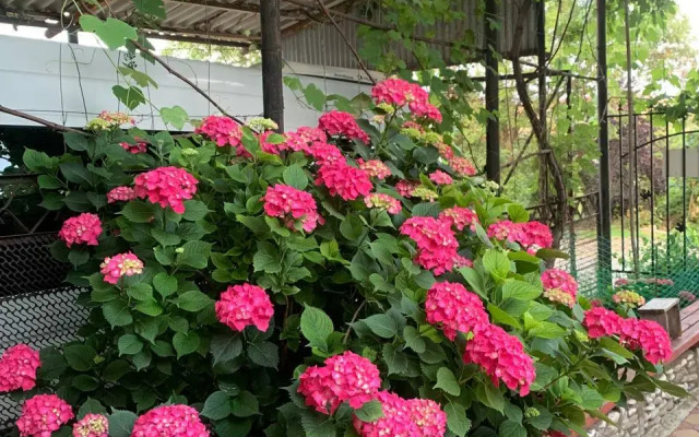 Obereg Guest house