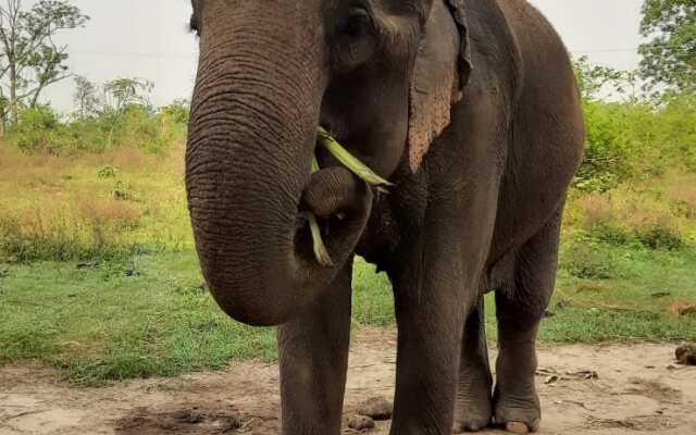 Кемпинг Tigertops Elephant Camp