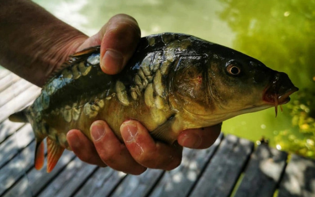 Частный дом коттедж с пятью комфортабельными спальнями