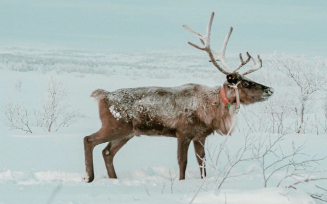 Гостевой дом усадьба Канентъявр