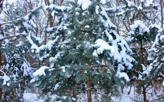 Квартира Зимняя лесная сказка в Казани