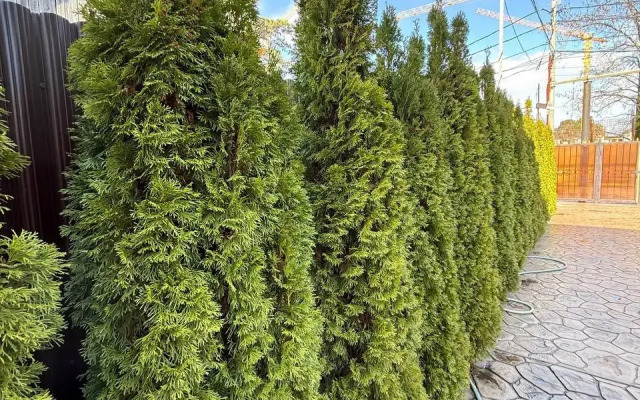 Меблированные комнаты Лучия