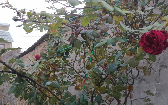 Zhidkova Guest house