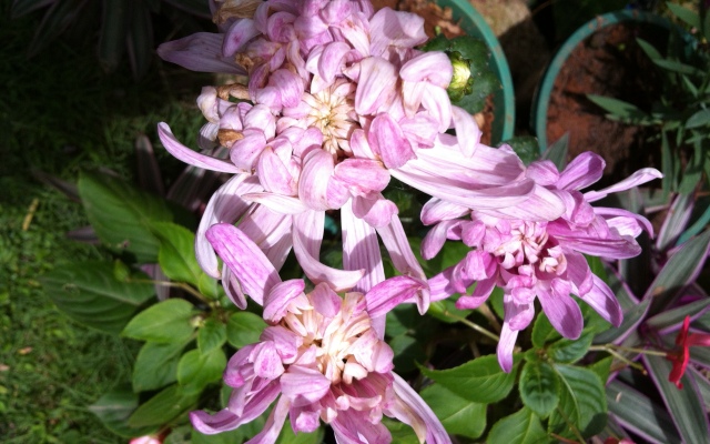 Blossom Rest Guest House