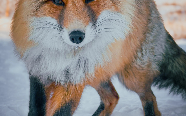 Мини-отель Терь