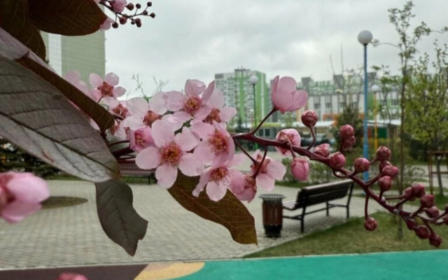 Квартира Трёхкомнатная Магнолия ЖК Весна