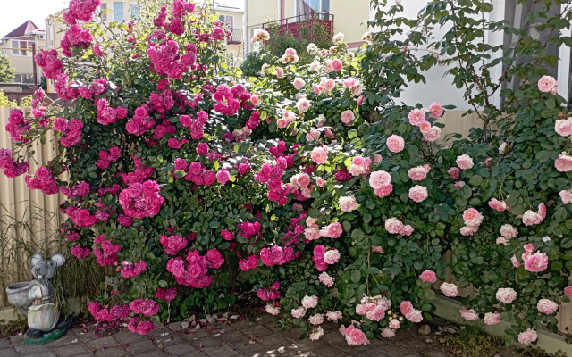 Lotos Guest house
