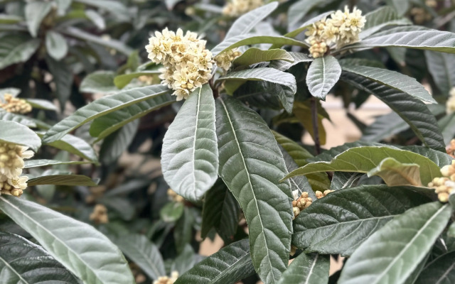 Гостевой Дом Изабелла