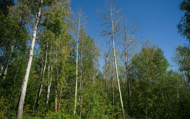 Частный дом Зеленое кружево