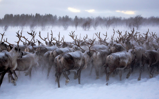 Кемпинг Sava Syo
